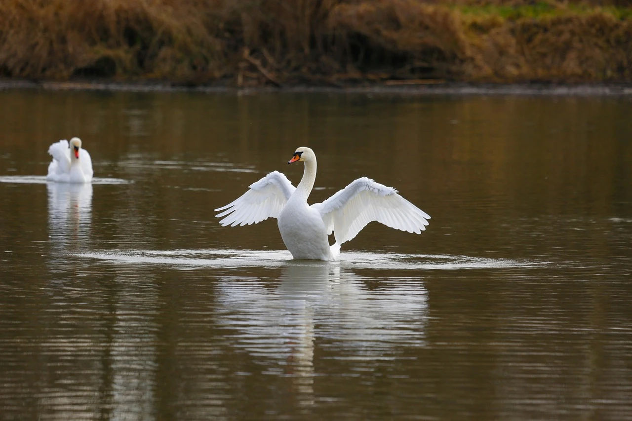 Waterfowl - DCS Photography