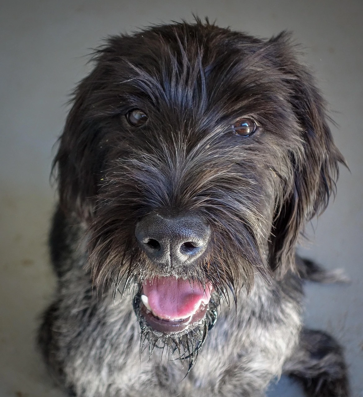 Gun Dogs - DCS Photography