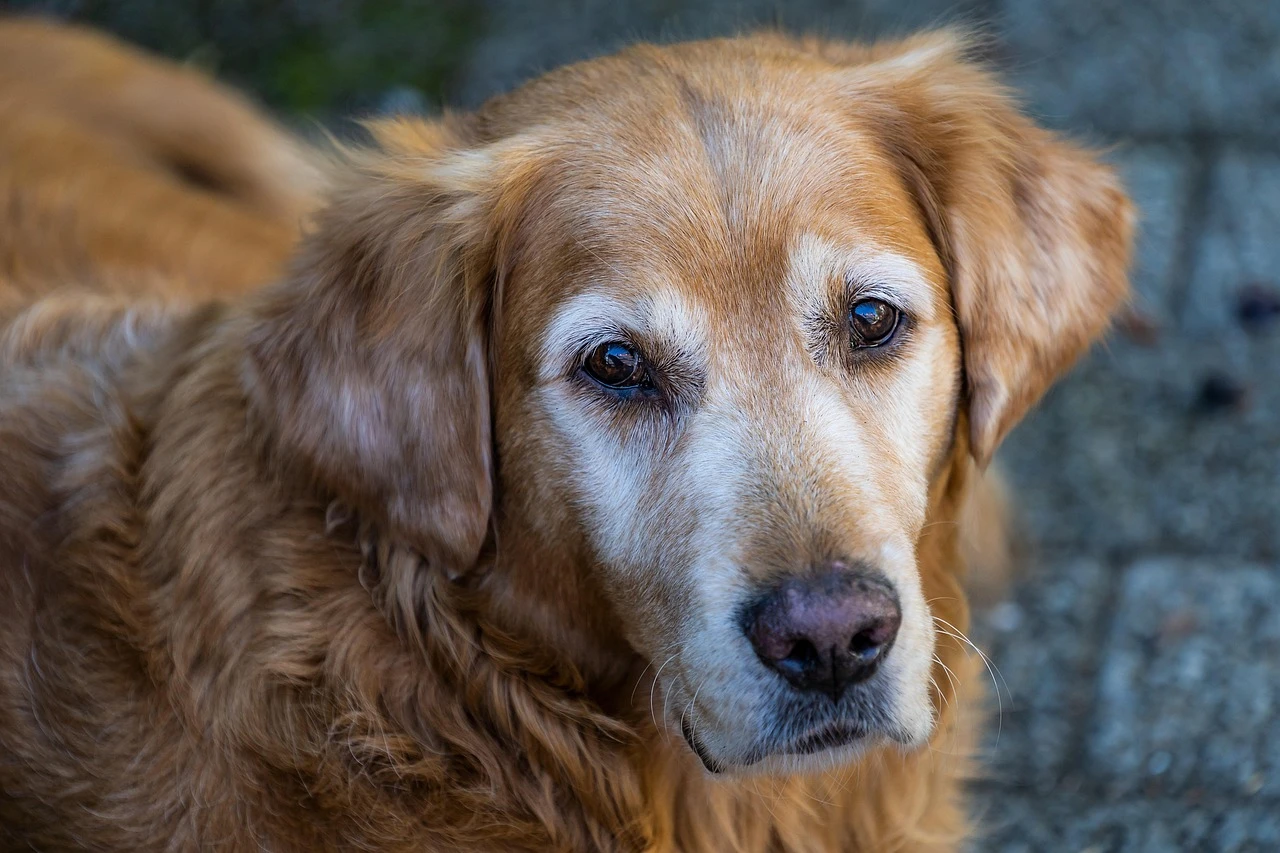 Gun Dogs - DCS Photography