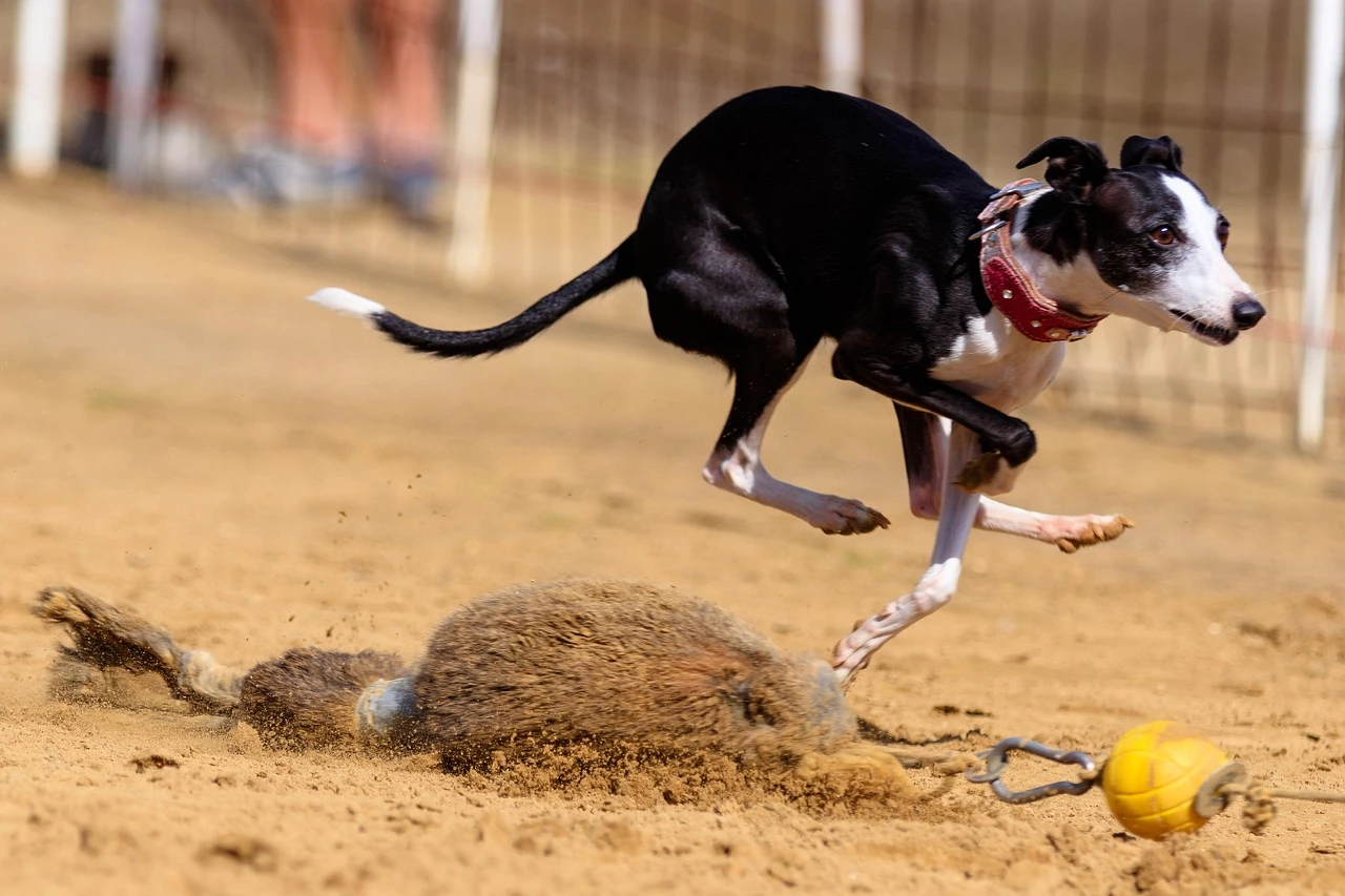 Gun Dogs - DCS Photography