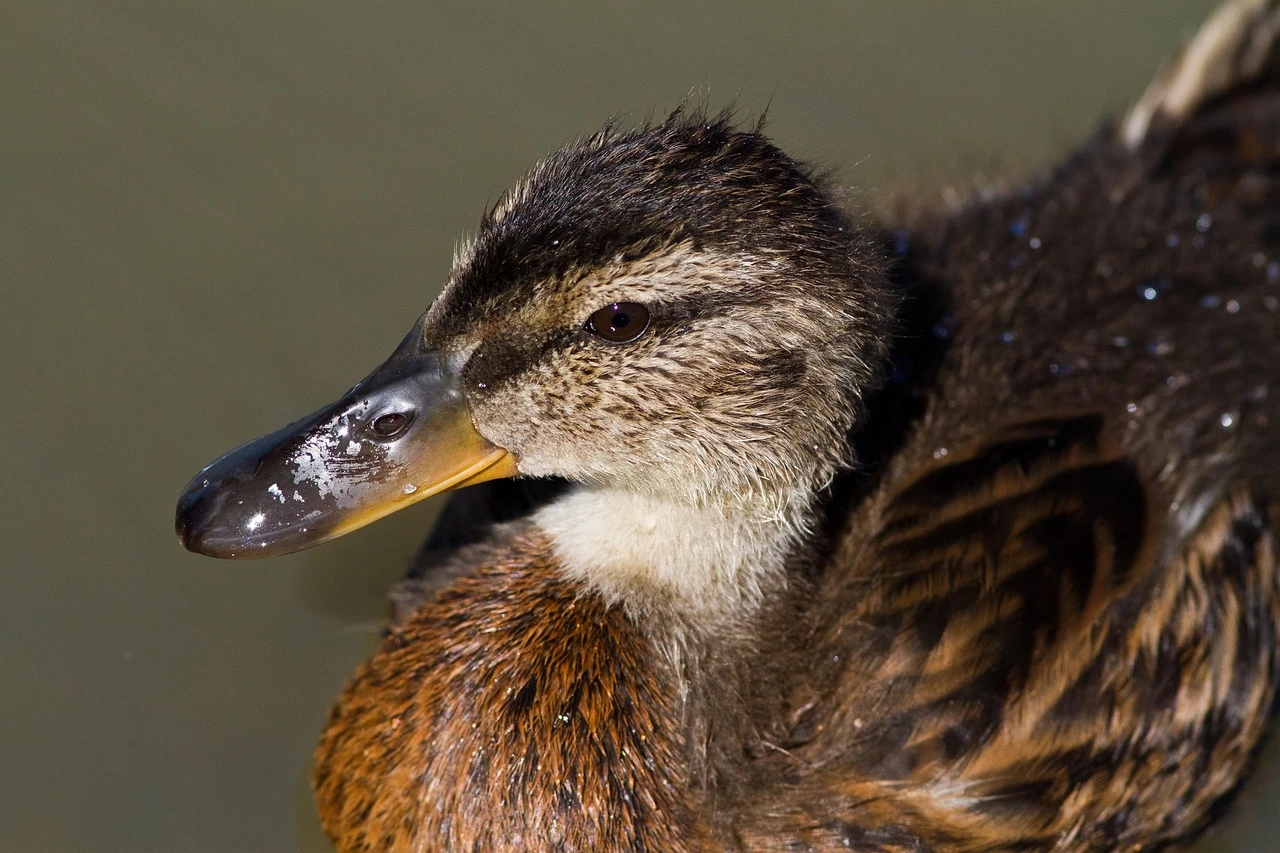 Waterfowl - DCS Photography