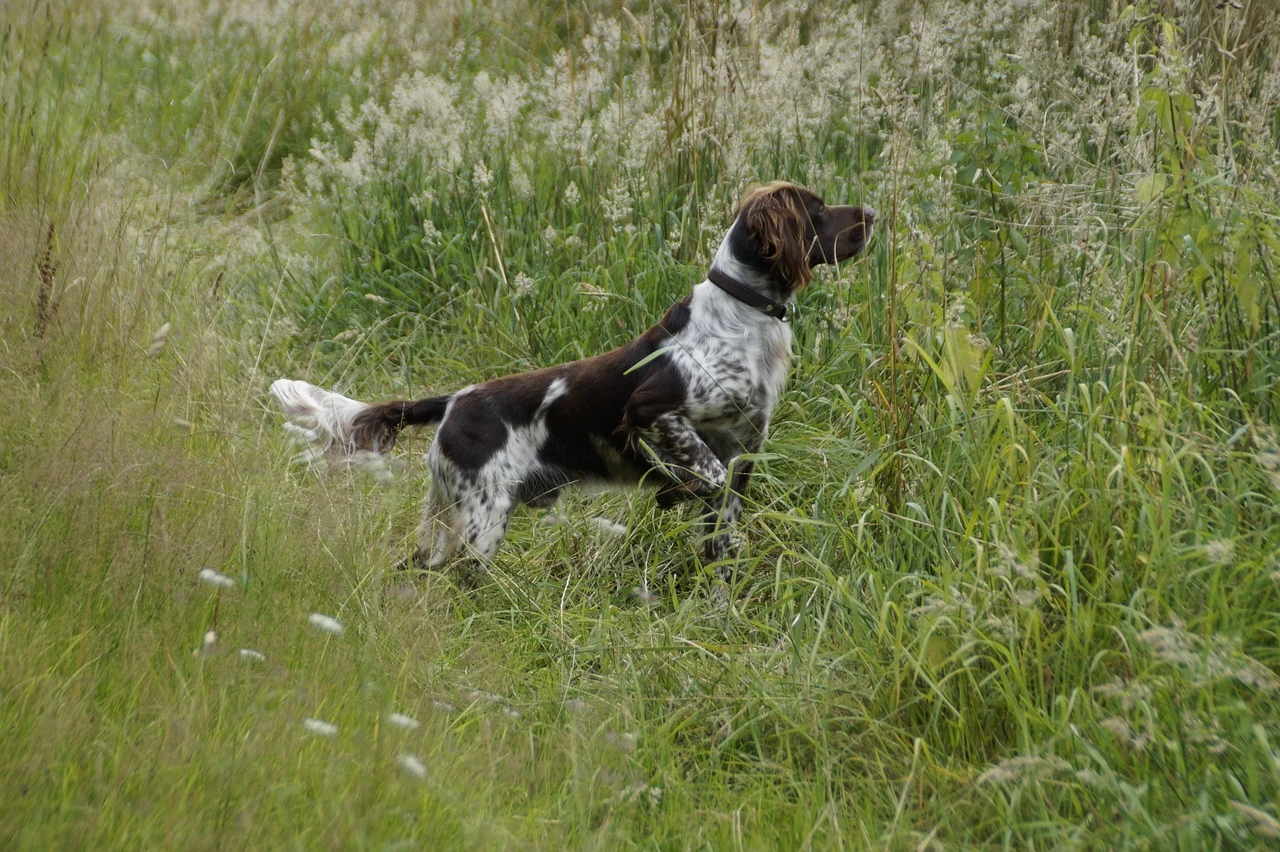 Gun Dogs - DCS Photography