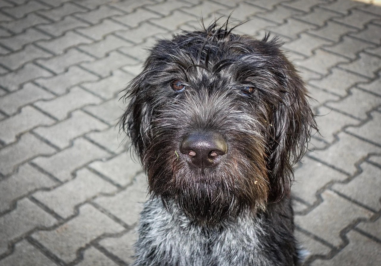 Gun Dogs - DCS Photography