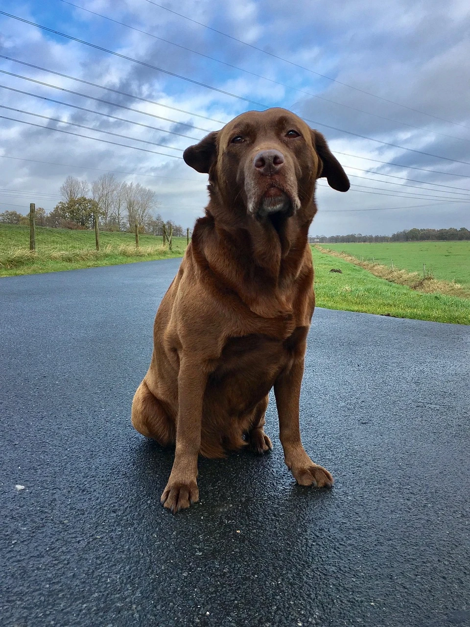 Gun Dogs - DCS Photography