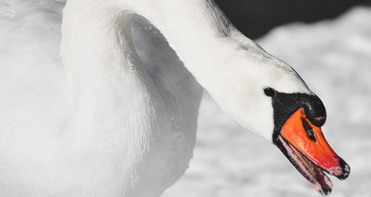 Waterfowl - DCS Photography