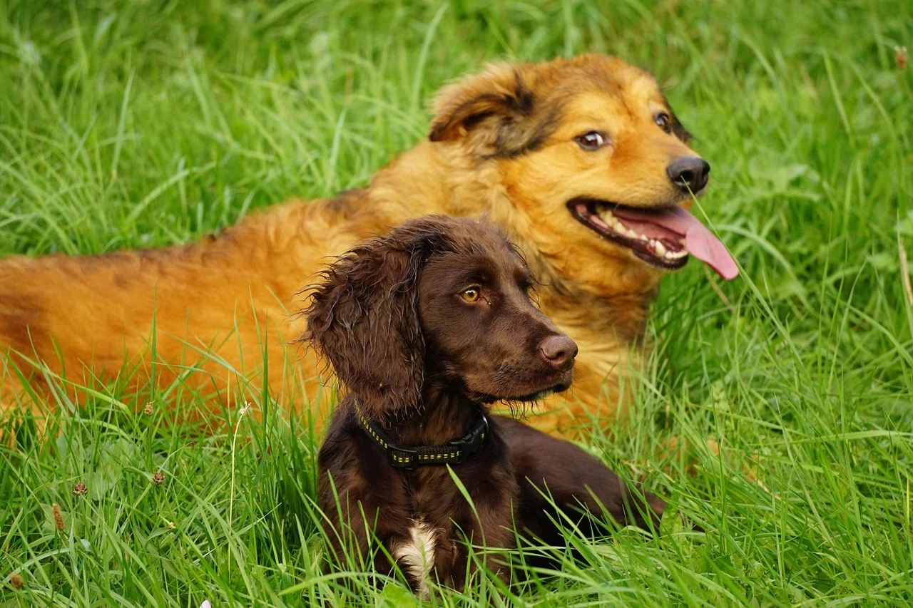 Gun Dogs - DCS Photography