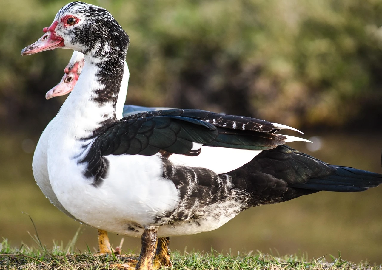 Waterfowl - DCS Photography