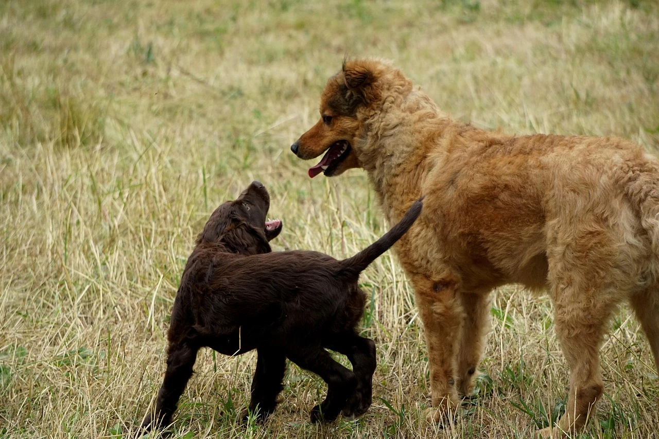 Gun Dogs - DCS Photography