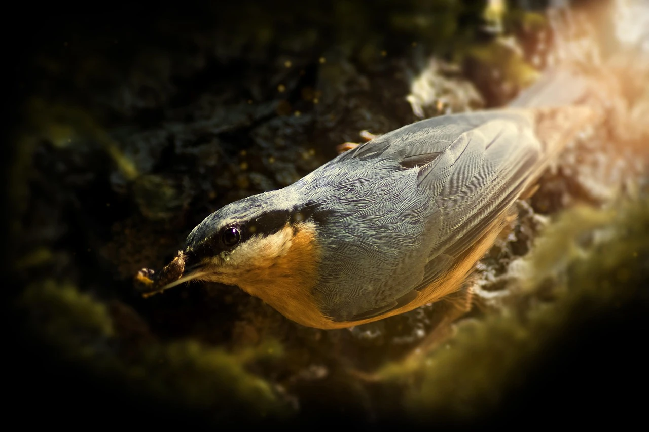 Waterfowl - DCS Photography