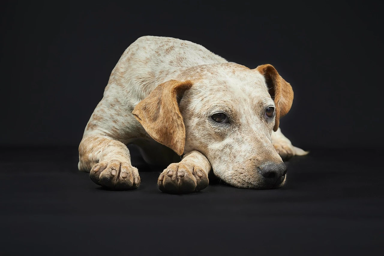 Gun Dogs - DCS Photography