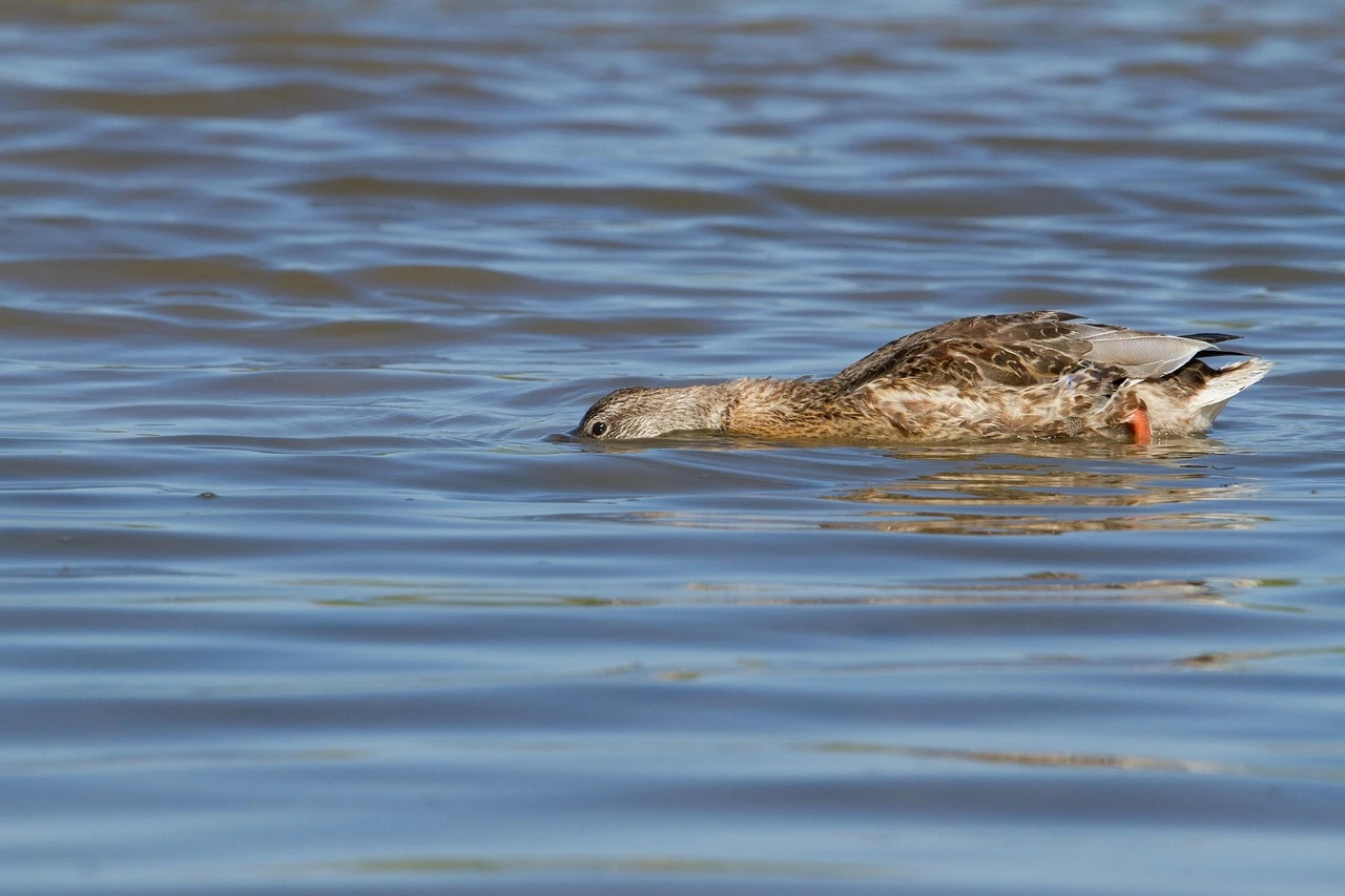 Waterfowl - DCS Photography
