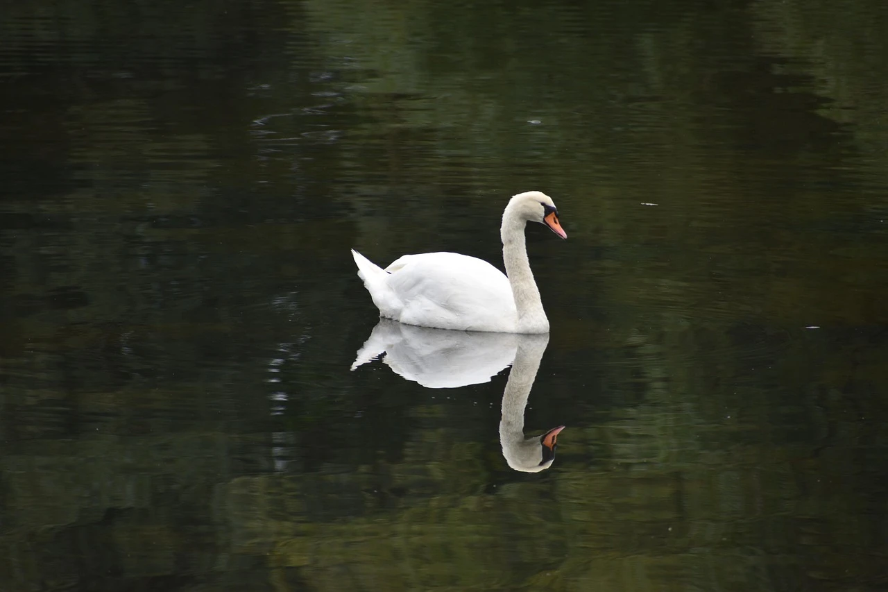 Waterfowl - DCS Photography