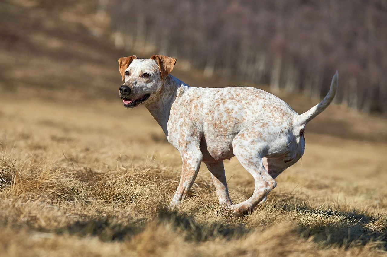 Gun Dogs - DCS Photography