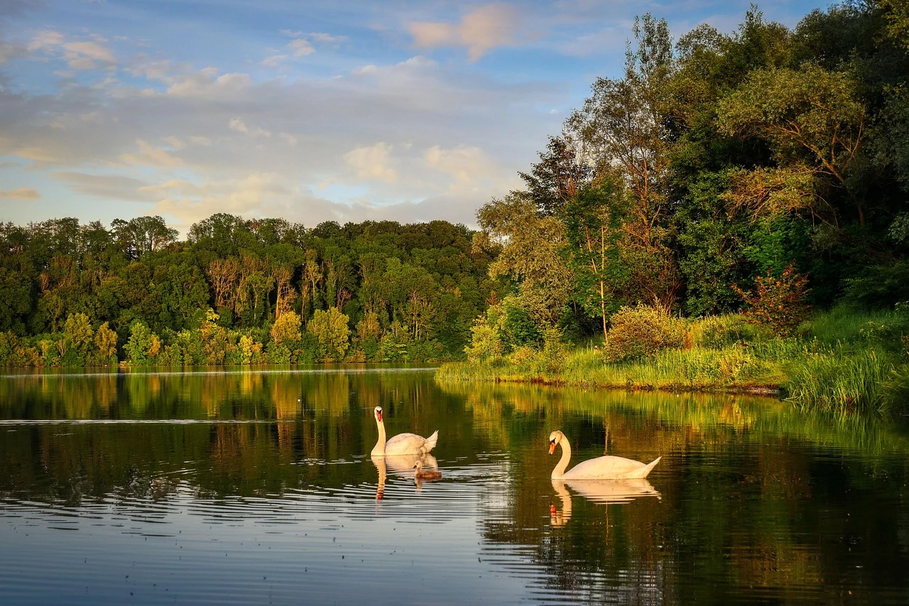Waterfowl - DCS Photography