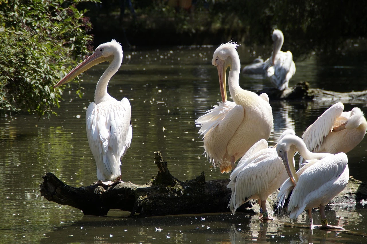Waterfowl - DCS Photography