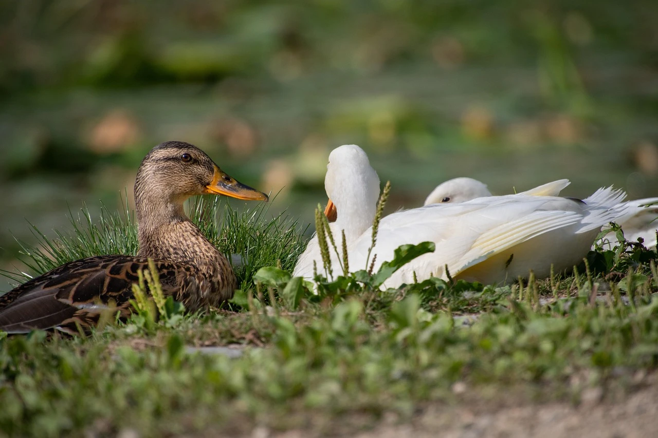 Waterfowl - DCS Photography