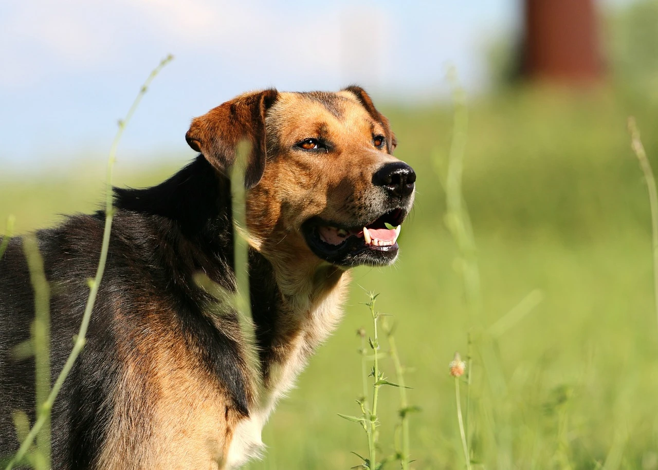 Gun Dogs - DCS Photography