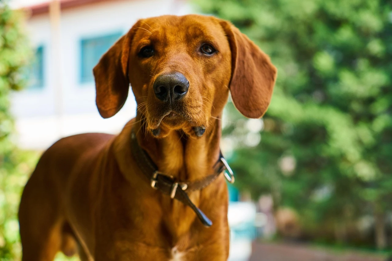 Gun Dogs - DCS Photography