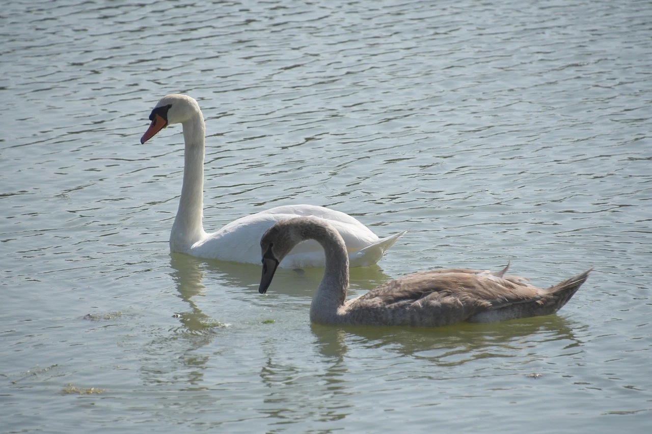 Waterfowl - DCS Photography