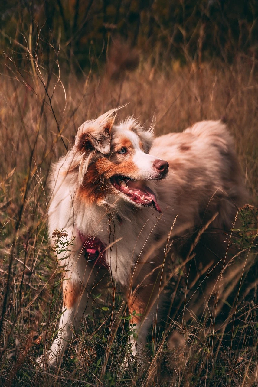 Gun Dogs - DCS Photography