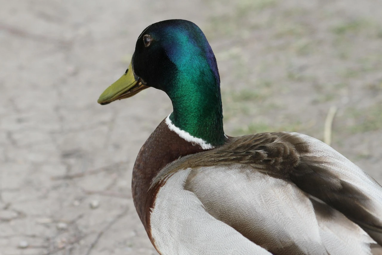 Waterfowl - DCS Photography