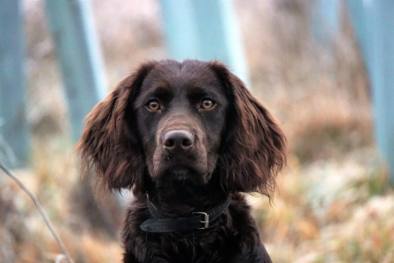 Gun Dogs - DCS Photography