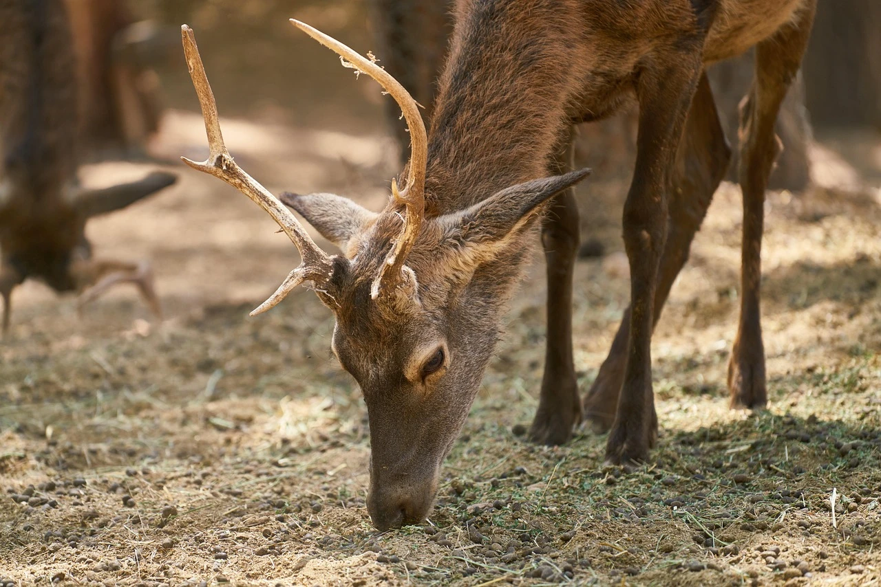 Gun Dogs - DCS Photography