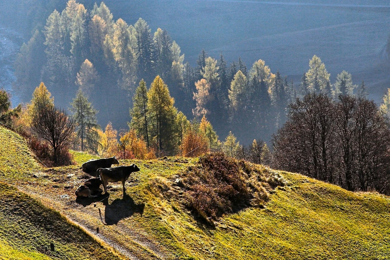 Upland - DCS Photography