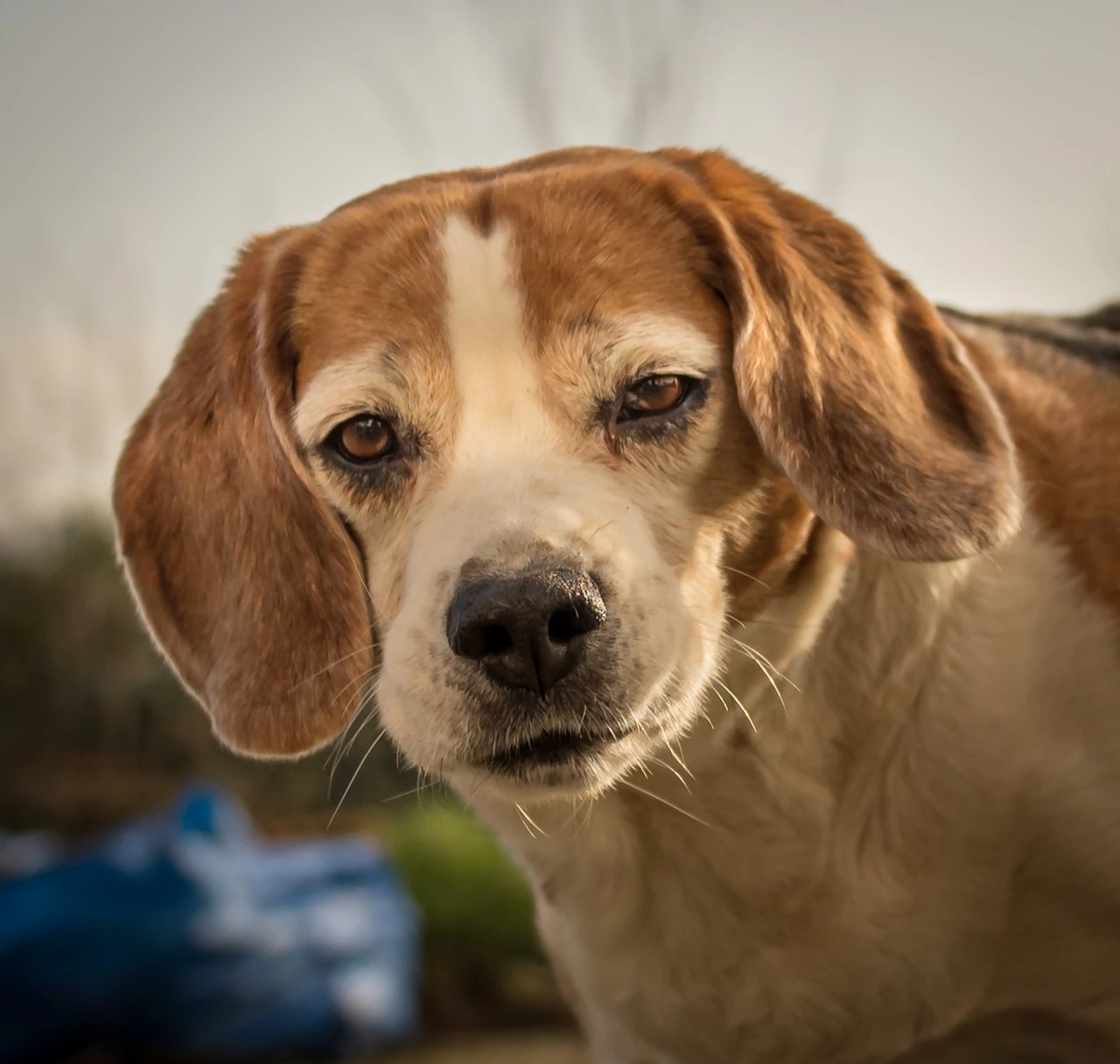 Gun Dogs - DCS Photography