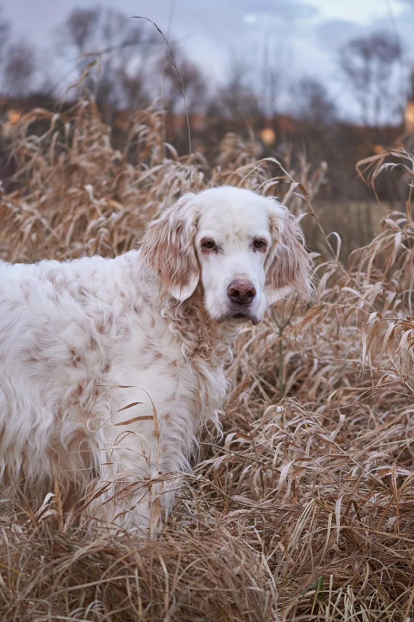 Gun Dogs - DCS Photography
