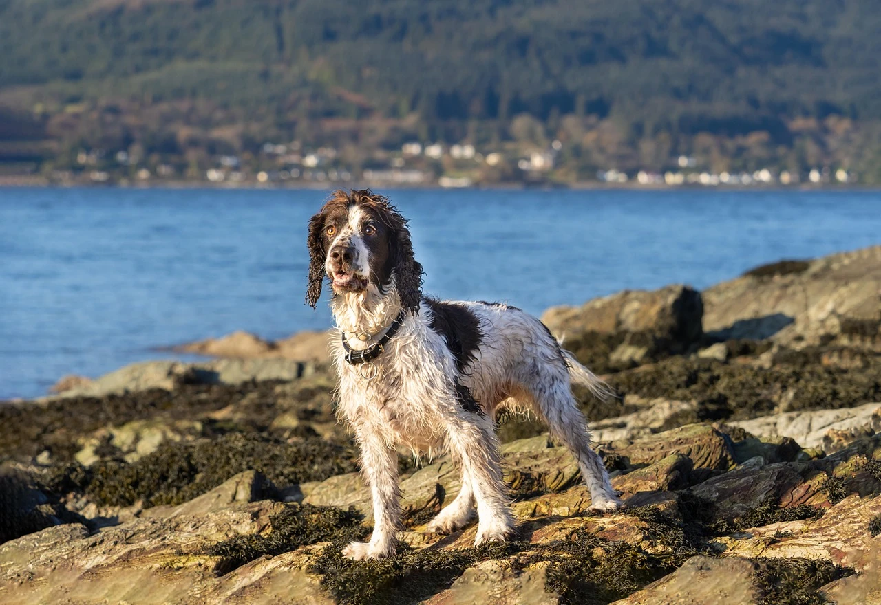 Gun Dogs - DCS Photography