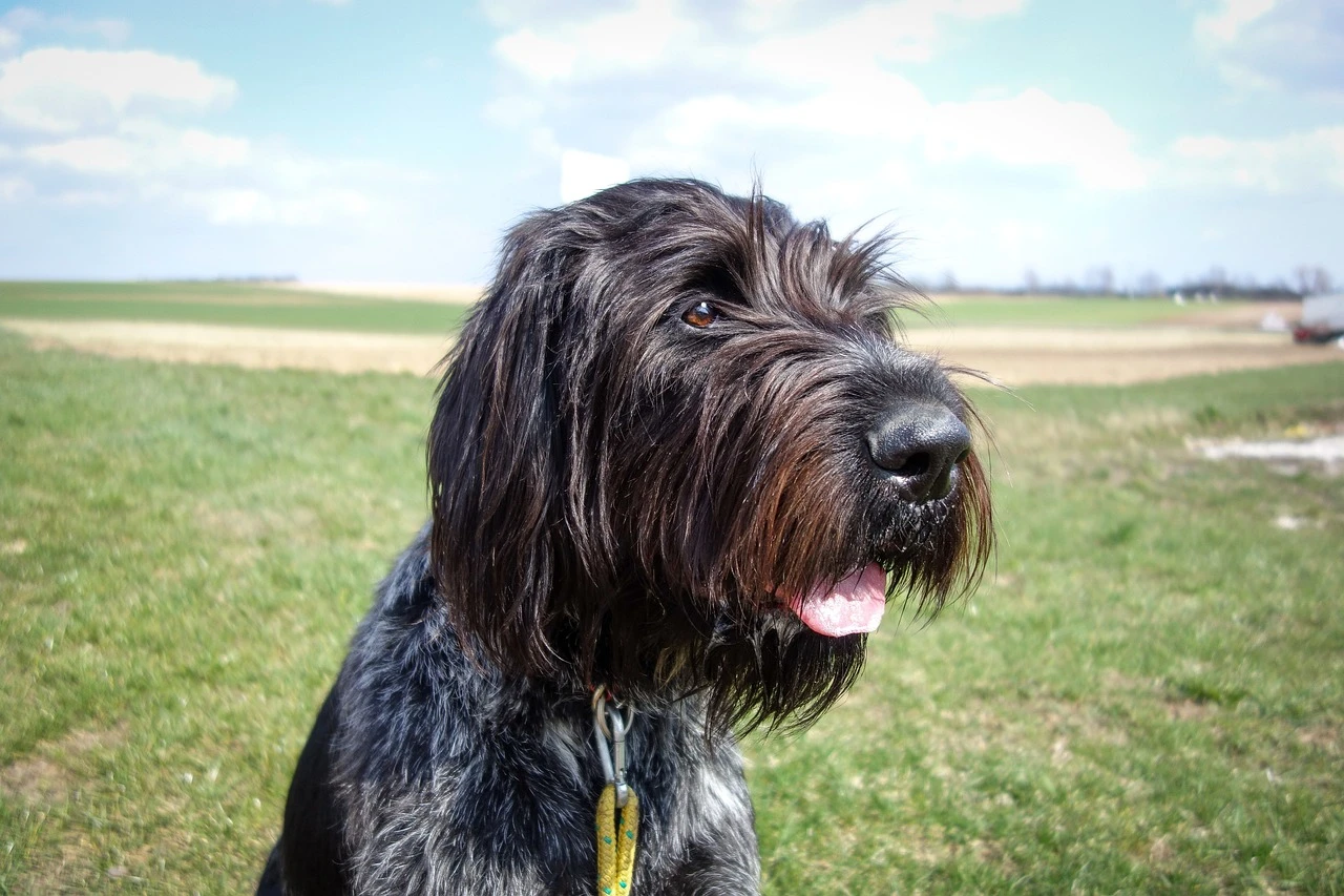 Gun Dogs - DCS Photography