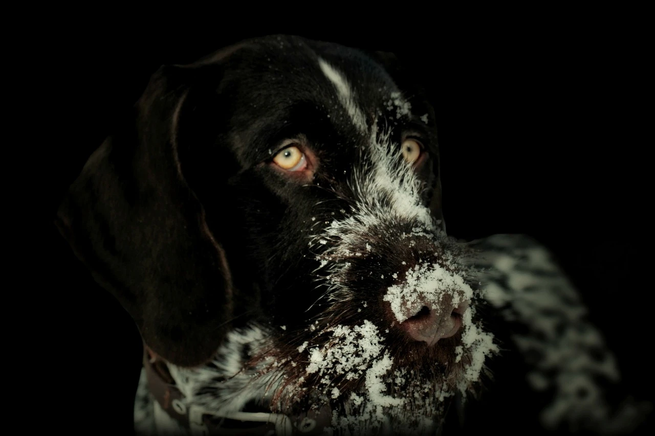 Gun Dogs - DCS Photography