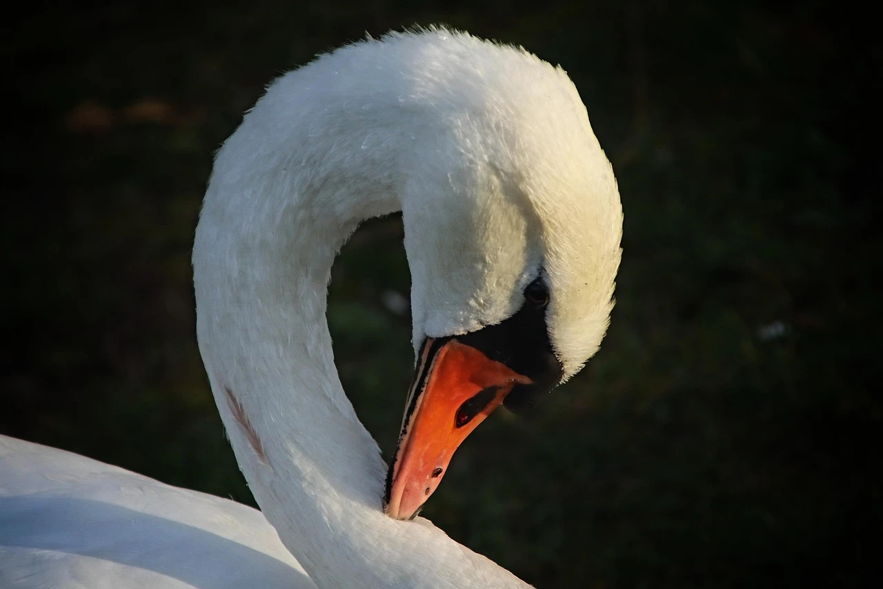 Waterfowl - DCS Photography