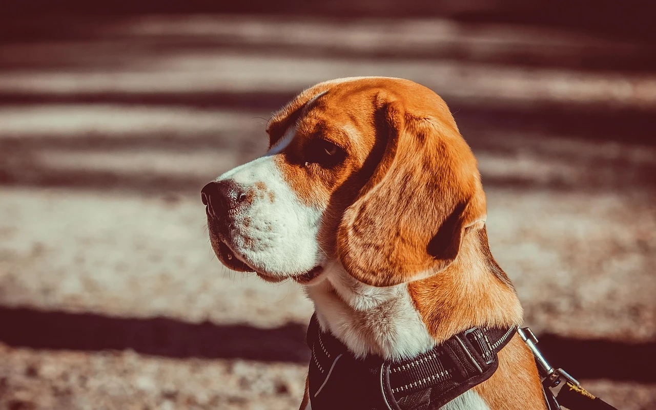 Gun Dogs - DCS Photography