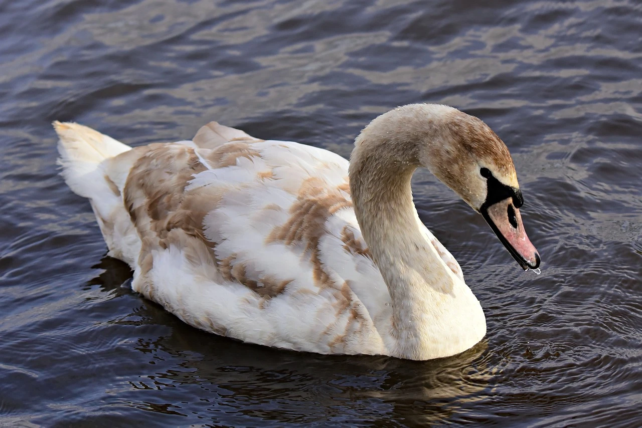 Waterfowl - DCS Photography