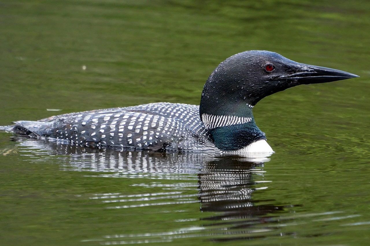 Waterfowl - DCS Photography