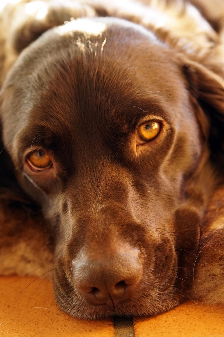 Gun Dogs - DCS Photography