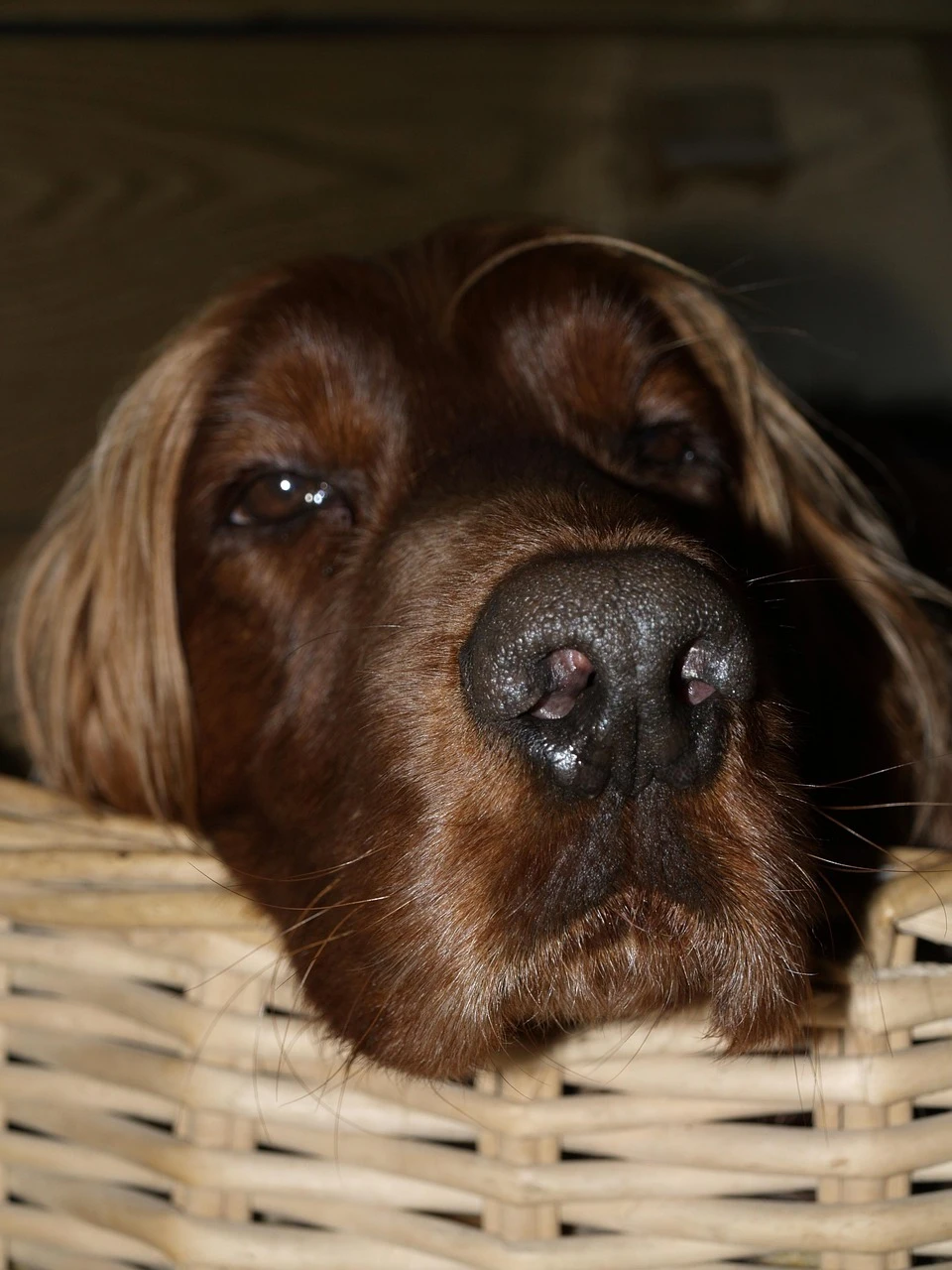 Gun Dogs - DCS Photography