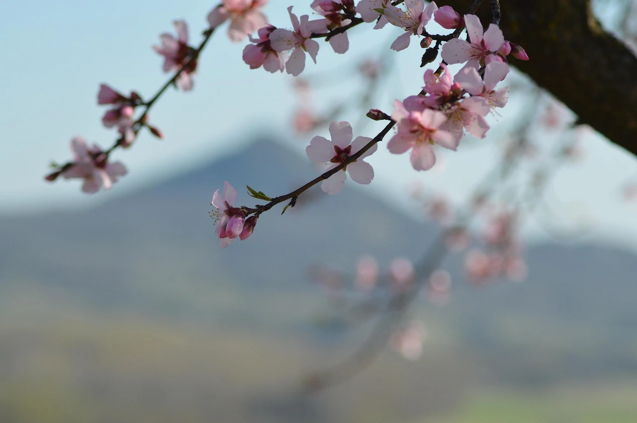 Upland - DCS Photography