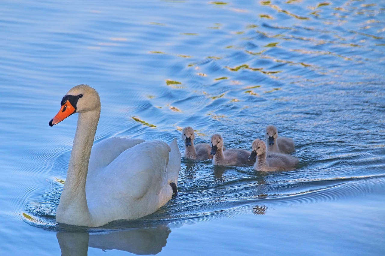Waterfowl - DCS Photography