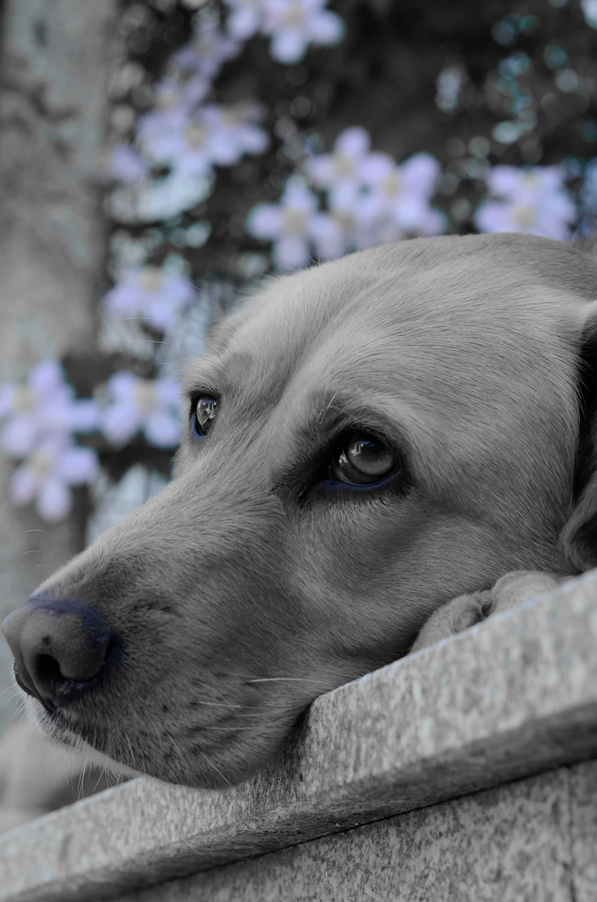Gun Dogs - DCS Photography