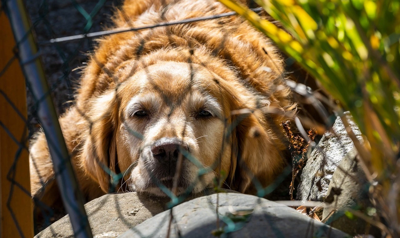 Gun Dogs - DCS Photography