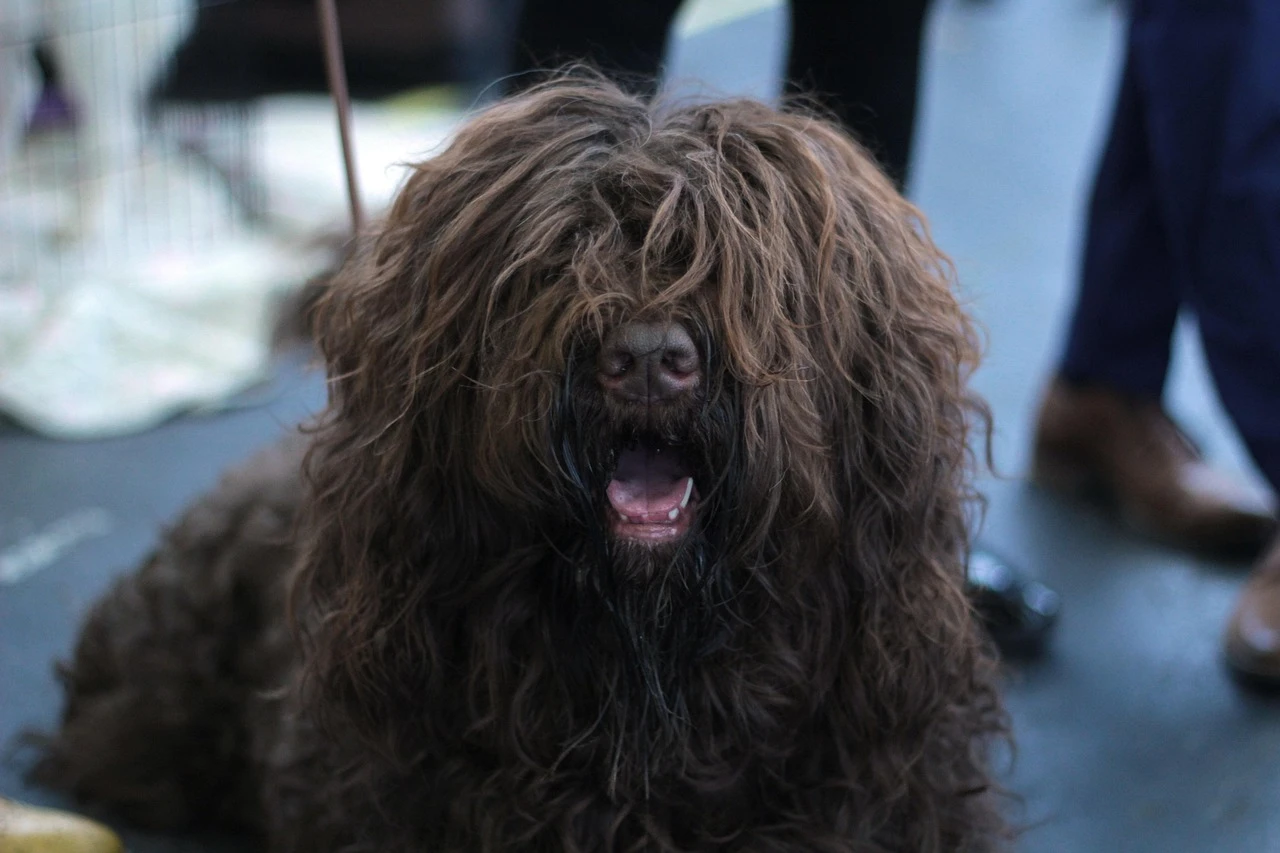 Gun Dogs - DCS Photography