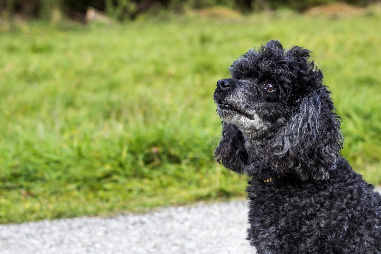 Gun Dogs - DCS Photography