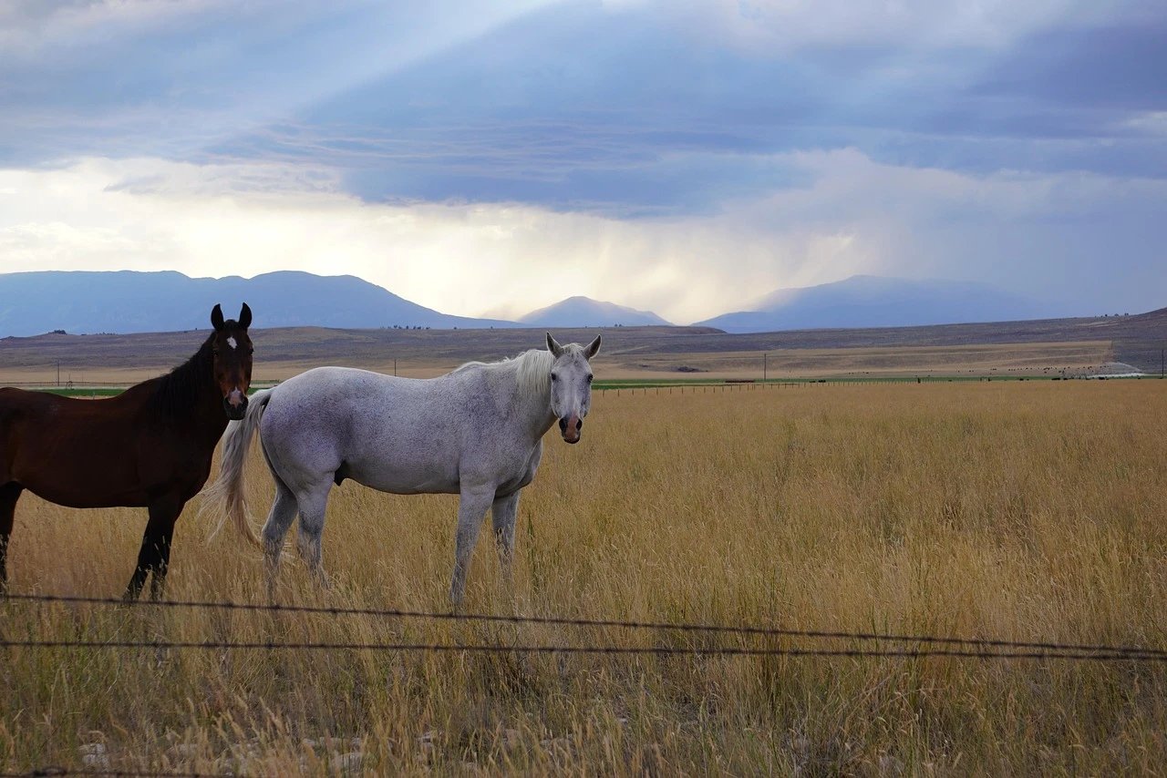 Upland - DCS Photography