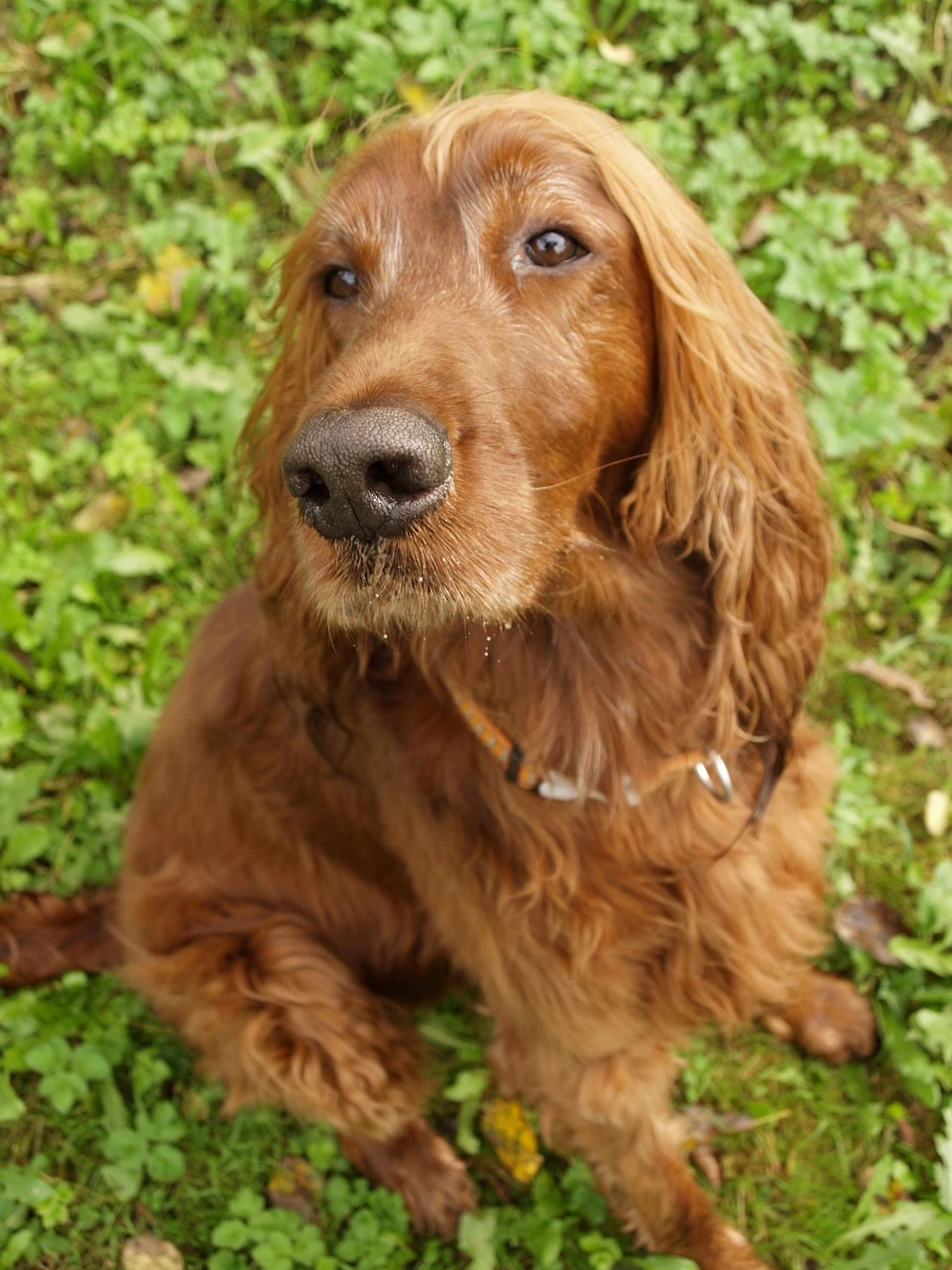 Gun Dogs - DCS Photography